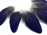 Natural Blue Black Macaw Rare Short Feathers 