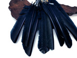 6 Pieces - Navy Blue Turkey Pointers Primary Wing Quill Large Feathers