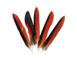 4 Pieces - Red & Black Parrot Wing Feathers - Ethically Sourced and Rare-