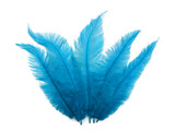 1/2 Lb - Turquoise Blue Mini Spads Ostrich Wholesale Chick Body Feathers (Bulk)