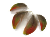 4 Pieces - Green and Red Iridescent Scarlet Macaw Body Plumage Feathers
