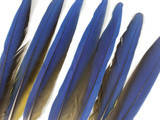 7 Tails Feather Set -  14-16" Iridescent Blue And Yellow Macaw Tail Feather Set - Rare-