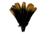 6 Pieces - Gold Tipped Metallic Spray Painted Black "Imitation Eagle" Turkey Tom Rounds Secondary Wing Quill Feathers