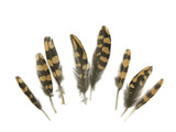 10 Pieces - Natural Polka Dot Brown Partridge Mini Wing Feathers 