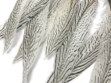 50 Pieces - 10-12" Natural Silver Tail Pheasant Wholesale Feathers (bulk)