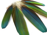 4 Pieces - Iridescent Green & Blue Greenwing Macaw Soft Wing Feathers -Rare-