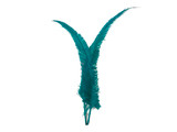 5 Pieces - Teal Blue Long Ostrich Nandu Trimmed Feathers