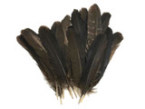6 Pieces - Natural Brown Wild Turkey Rounds Secondary Wing Quill Feathers