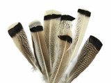 4 Pieces - Natural Royal Palm Cream and Black Wild Turkey Tail Feathers