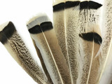 4 Pieces - Natural Royal Palm Cream and Black Wild Turkey Tail Feathers