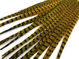 10 Pieces - 18-22" Yellow Dyed Over Natural Long Ringneck Pheasant Tail Feathers