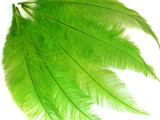 1/2 Lb - Lime Green Mini Spads Ostrich Wholesale Chick Body Feathers (Bulk)