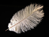 25 Pieces - 14-17" Off White Ostrich Drab Centerpiece Feathers Sets