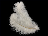 25 Pieces - 14-17" Off White Ostrich Drab Centerpiece Feathers Sets