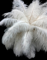 25 Pieces - 14-17" Off White Ostrich Drab Centerpiece Feathers Sets