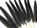Set of 10 Tails Feathers - 17-23" Navy & Black Hyacinth Macaw Long Tail Feather Set - Rare-
