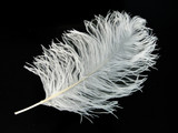 50 Pieces - 12-16" Snow White Ostrich Tail Centerpiece Costume Wholesale Feathers (Bulk)