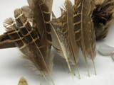 10 Pieces - Natural Brown Barred Partridge Small Wing Feathers