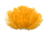 100 Pieces - 8-10" Golden Yellow Ostrich Dyed Drab Body Wholesale Feathers (Bulk)