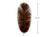 100 Pieces - 8-10" Brown Ostrich Dyed Drab Body Wholesale Feathers (Bulk)