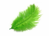 100 Pieces - 11-13" Lime Green Ostrich Drabs Wholesale Body Feathers (Bulk)