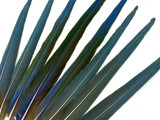 Set of 8- 18-25" Hybrid Greenwing Macaw Tail Super Long Feather -Rare-