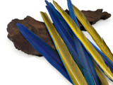 Set of 10 Macaw Tail Feathers - 16-19"  Iridescent Blue And Gold Macaw Tail Feather Set - Rare-