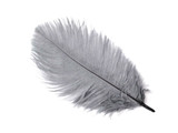 10 Pieces - 14-17" Silver Gray Ostrich Dyed Drab Body Feathers