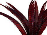 5 Pieces - 30-35" Burgundy Zebra Lady Amherst Pheasant Tail Super Long Feathers