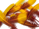 6 Pieces - Gryffindor Brown & Gold Two Tone Turkey Rounds Tom Wing Quill Feathers