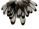 1 Dozen - Heron Gray Whiting Farms Laced Hen Saddle Feathers