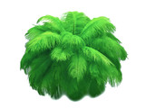 10 Pieces - 14-17" Light Green Ostrich Dyed Drab Body Feathers