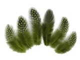 1/4 Lb - Olive Green Guinea Hen Plumage Polka Dot Feathers Wholesale (Bulk)