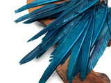 1/4 Lbs - Teal Blue Duck Pointer Primary Wing Wholesale Feathers (Bulk)