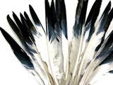 10 Pieces - White Tipped Black Goose Pointers Long Primaries Wing Feathers