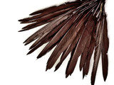 10 Pieces - Brown Goose Pointers Long Primaries Wing Feathers