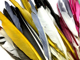 1/4 Lb. - Antique Gold Goose Pointers Long Primaries Wing Wholesale Feathers (Bulk)