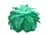 10 Pieces - 19-24" Aqua Green Ostrich Dyed Drabs Body Feathers