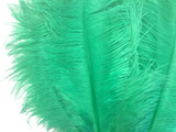 10 Pieces - 19-24" Aqua Green Ostrich Dyed Drabs Body Feathers