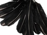 10 Lbs. - Black Turkey Rounds Secondary Wing Quill Wholesale Feathers (Bulk)