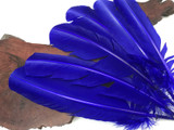 1 Lb. - Royal Blue Turkey Tom Rounds Secondary Wing Quill Wholesale Feathers (Bulk)