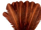 1 Lb. - Brown Turkey Tom Rounds Secondary Wing Quill Wholesale Feathers (Bulk)