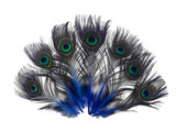 50 Pieces - Royal Blue Mini Natural Peacock Tail Body With Eyes Wholesale Feathers (Bulk)