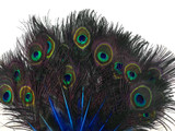 50 Pieces - Royal Blue Mini Natural Peacock Tail Body With Eyes Wholesale Feathers (Bulk)