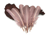 6 Pieces - Taupe Turkey Rounds Secondary Wing Quill Feathers