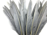 10 Pieces - Silver  Gray Goose Pointers Long Primaries Wing Feathers