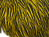 10 Pieces - Yellow Jungle Cock Loose Plumage Feather