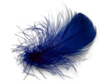 1/4 Lb - 2-3" Royal Blue Goose Coquille Loose Wholesale Feathers (Bulk)