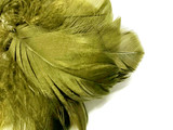 1 Pack - 2-3" Olive Green Goose Coquille Loose Feathers - 0.35 Oz.