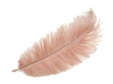 100 Pieces - 8-10" Champagne Ostrich Dyed Drab Body Wholesale Feathers (Bulk)